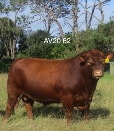 AV 20 62 AI Bull - 
