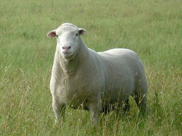 Commercial Dormer Sheep