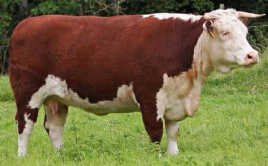 Ideal Hereford - 