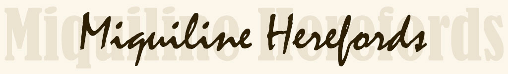 Hereford Miquiline South Africa | Hereford Miquiline Suid Afrika