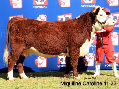Miquiline Caroline - 