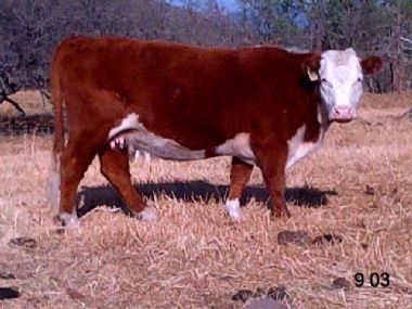 Hereford 903 - 