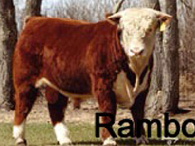 Rambo - 