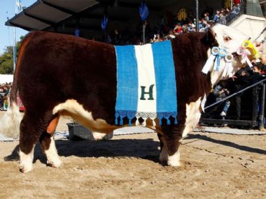 Ideal Herefords - 