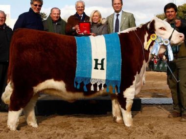 Ideal Herefords - 
