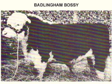 Badlingham Bossy - 