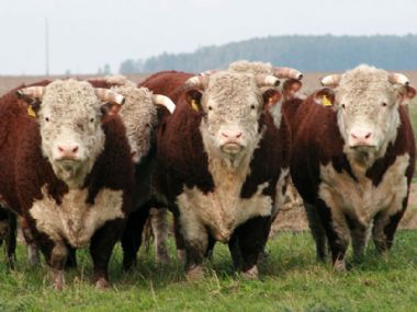 Ideal Herefords - 