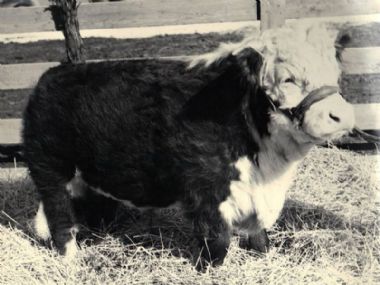 Ideal Hereford - 