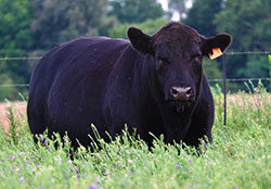 We started the black Angus in 2010 buying females from Brian Angus In 2012 we selected only the best out of 30 leaving us with 14 very nice milky medium cows.