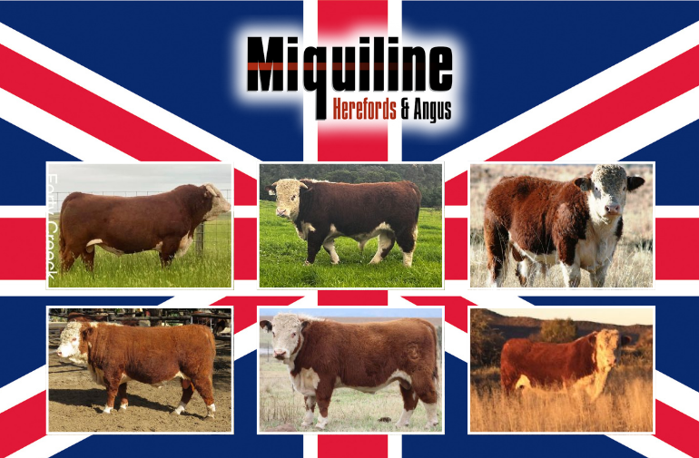 Hereford Advantage Blog